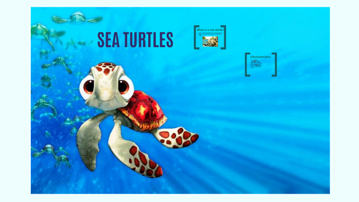 SEA TURTLES by laura sofia ortiz gallo on Prezi