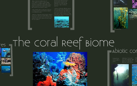 Coral Reef Biomes by Stacy Carter on Prezi