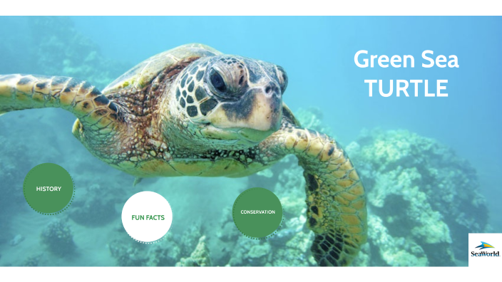 Green Sea Turtle SW Presentation by Gabriel Behrends on Prezi