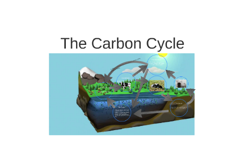 The Carbon Cycle by Julia Villani on Prezi