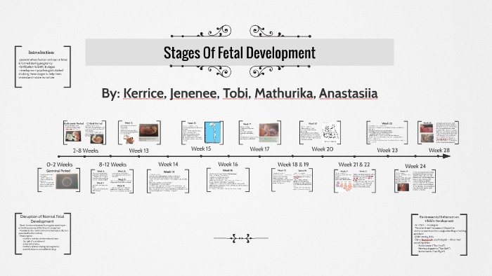 Stages Of Fetal Development Ppt