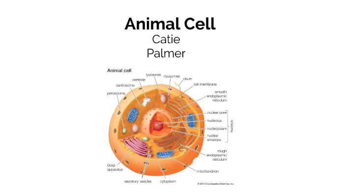 Animal Cell Project by Catherine Palmer on Prezi