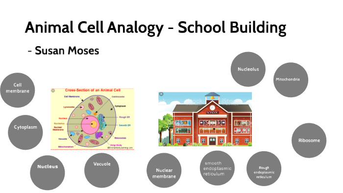 Animal Cell Analogy Comparison To School Building by Susan Moses on Prezi