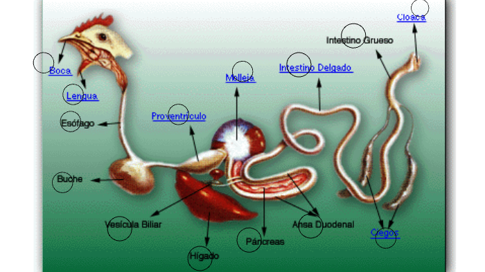 Sistema digestivo del Pollo de engorde by Alex Alfredo