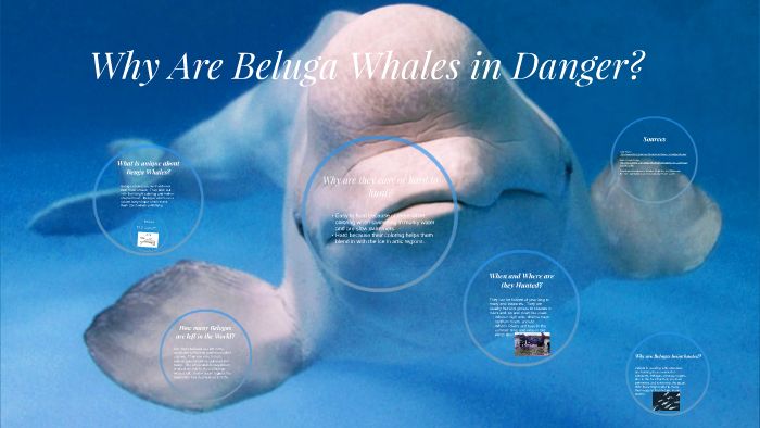 Why Are Beluga Whales In Danger By Sarah Kirsch On Prezi