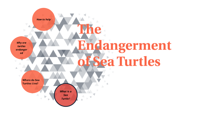 the-endangerment-of-sea-turtles-by-madison-goetz