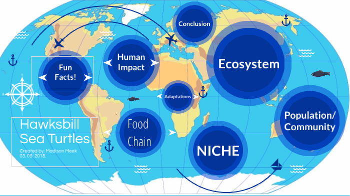 Hawksbill Sea Turtles by Madison Meek on Prezi