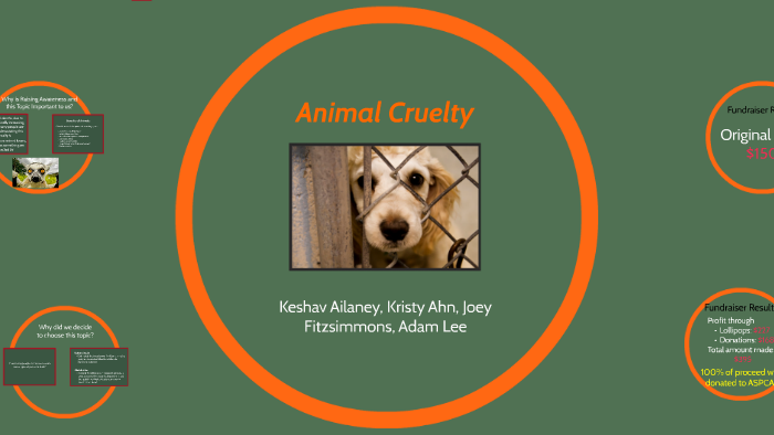 animal mistreatment essay