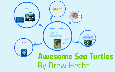 sea turtles by Christina Garrison on Prezi