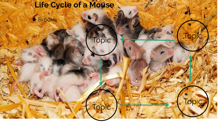 Calaméo - Life Cycle Of Mouse