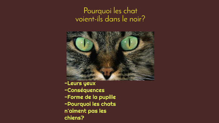 Pourquoi Les Chats Voient Ils Dans Le Noir By William