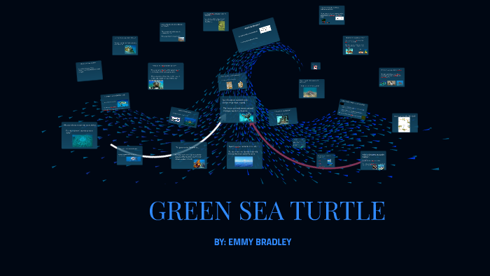 GREEN SEA TURTLE by emily bradley