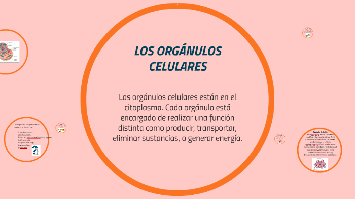 LA CELULA by on Prezi