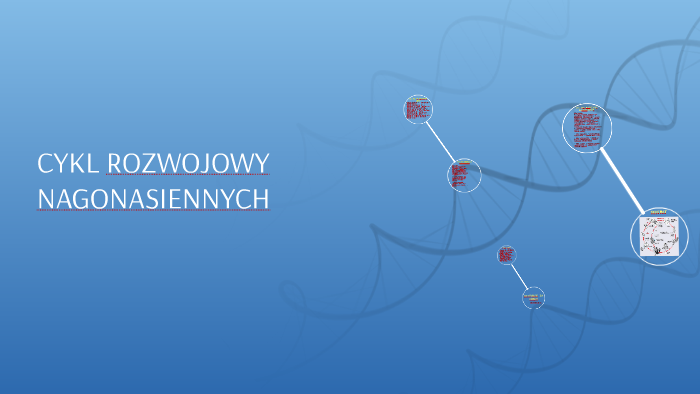 Cykl Rozwojowy Nagonasiennych CYKL ROZWOJOWY NAGONASIENNYCH by Daria Cieślawska on Prezi