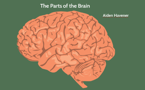 The Parts of the Brain by Aiden Havener on Prezi