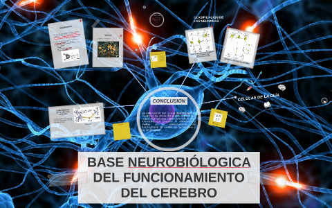 BASE NEUROBIÓLOGICA DEL FUNCIONAMIENTO DEL CEREBRO By Stephanie Cruz