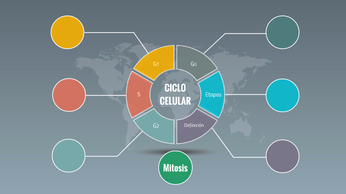 Ciclo Celular by Laura Valentina González Bolaños on Prezi