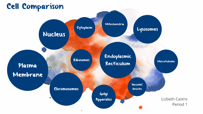 Cell Comparison by Elizabeth Castro on Prezi