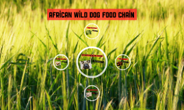 dog food chain