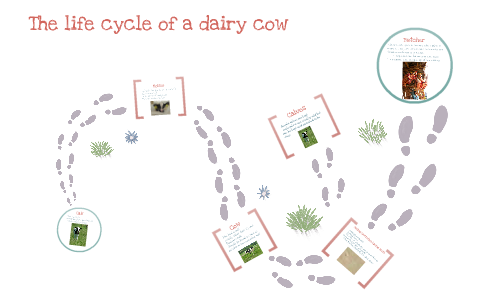 Life cycle of a Dairy Cow by Emma Bartz on Prezi