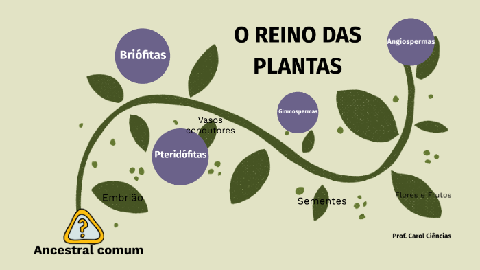 CLADOGRAMA REINO DAS PLANTAS by PROF. CAROLINNE RIBEIRO on Prezi