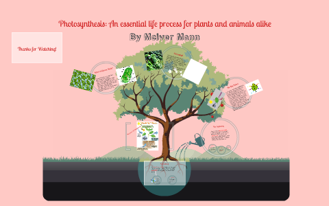 Photosynthesis:An essential life process for plants and anim by McIver Mann