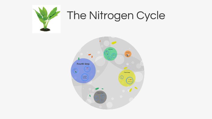 The Nitrogen Cycle by Monica McGill on Prezi