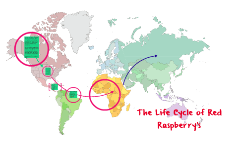 The Life Cycle of Raspberry's by maria garduno on Prezi
