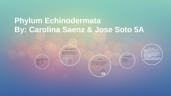 Phylum Echinodermata by Carolina Saenz on Prezi