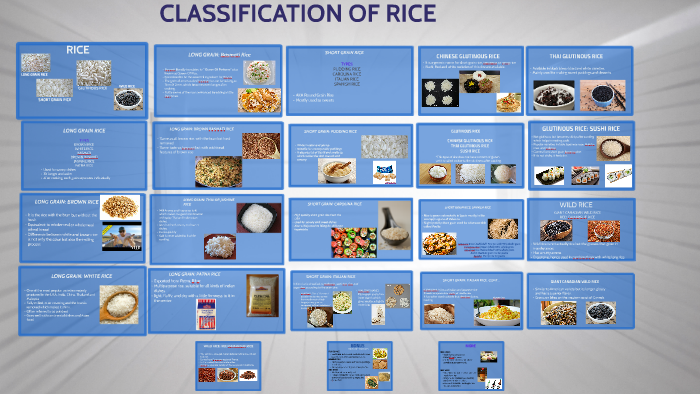 CLASSIFICATION OF RICE by Reshma Gabrani on Prezi