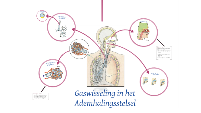 Gaswisseling in het Ademhalingsstelsel by Guust Moors on Prezi Next