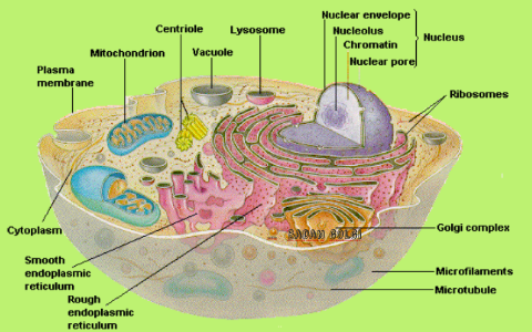 Badan Golgi By Levinna Limanoh On Prezi