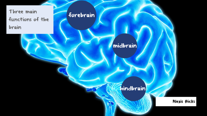 Three main functions of the brain by Alexis Hicks on Prezi
