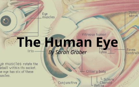 The Human Eye by Sarah Graber on Prezi