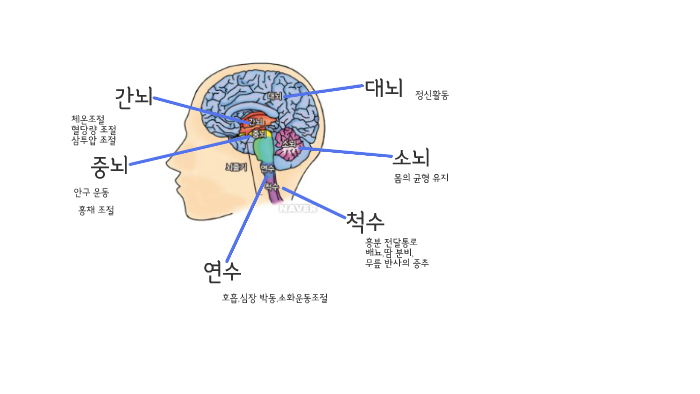 대뇌 by 시연 seo on Prezi