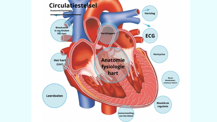 Verbazingwekkend Circulatiestelsel by Esther Witte on Prezi Next ZV-87