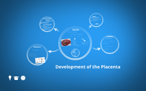 Development of the Placenta by Gemma Whiteside on Prezi