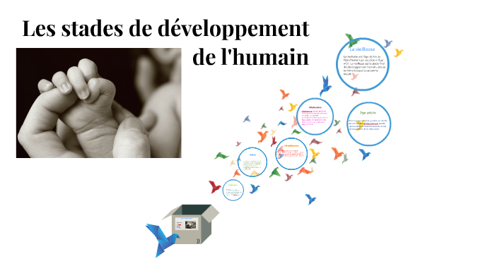 Les Stades De Développement De L'humain By Audrey Belleville On Prezi