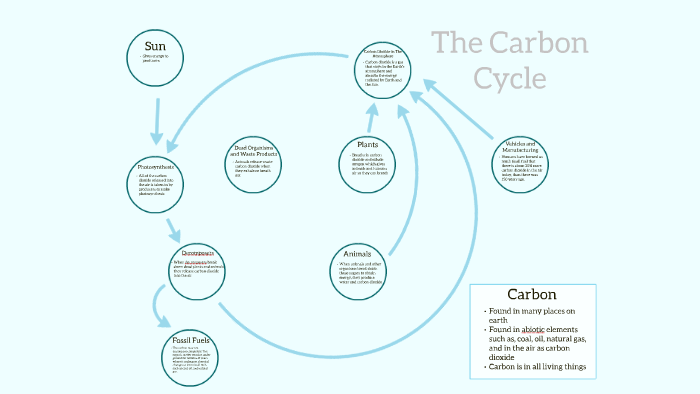 The Carbon Cycle by Kennedy Grant on Prezi