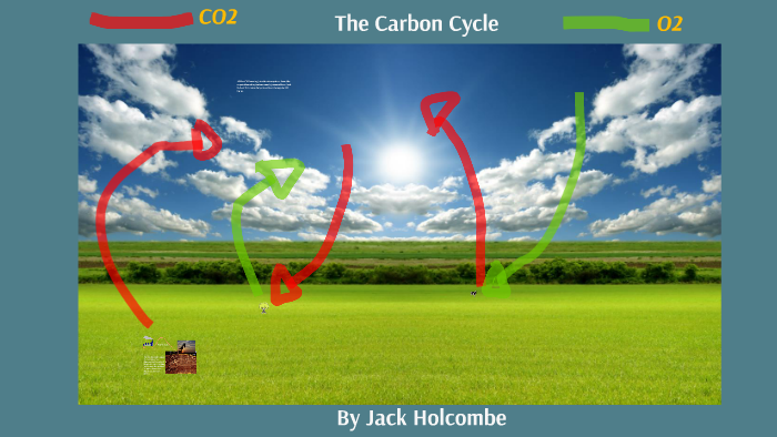 The Carbon Cycle by Jack Holcombe on Prezi