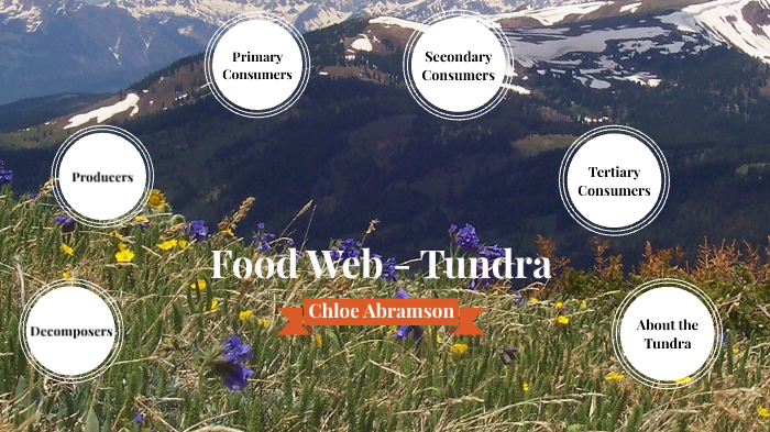 food web tundra by Chloe Abramson on Prezi Biology Diagrams