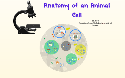 Anatomy of an Animal Cell by Araceli Hernandez on Prezi