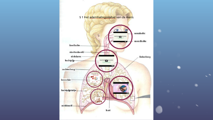 1 Het ademhalingsstelsel van de mens by jisse Bos on Prezi