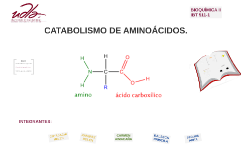 Catabolismo De Aminoacidos