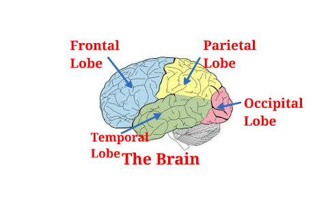 Parts and Functions of the Brain by William Patterson on Prezi