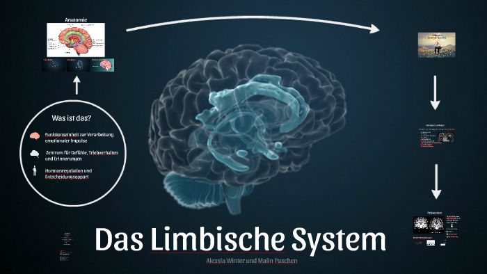 Das Limbische System by Malin Josephine on Prezi