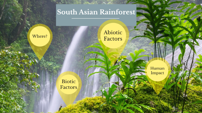 Asian Tropical Rain Forest by Andres Palacios on Prezi