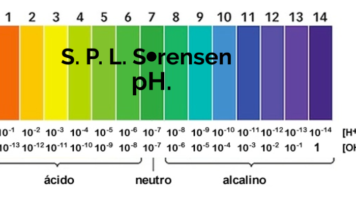 S. P. L. S rensen pH. 