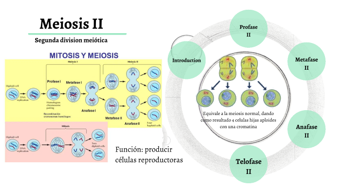 Meiosis by Canal para videos De artes on Prezi Next