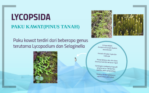 LYCOPSIDA(PAKU KAWAT) by Jepli Christanto on Prezi